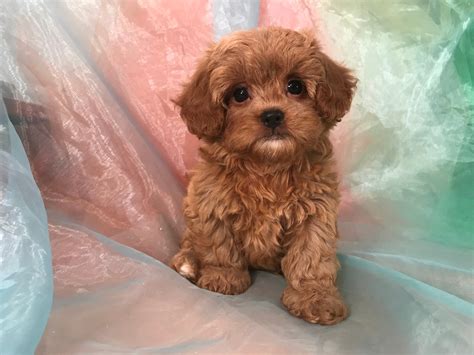 Shih Tzu Poo Puppies For Sale Near Me Sale Online Danzhao Cc