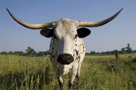 Longhorn Cattle Nutrition Facts | Besto Blog