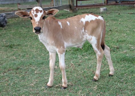 Miniature Cattle Perfect Bovines For Small Farms And Big Hearts