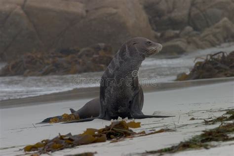 Old Sea Lion On The Beach Picture Image 279262