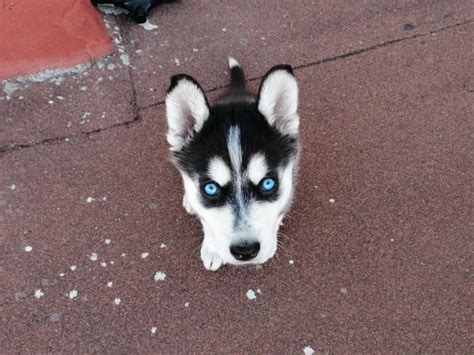 Husky Blue Simetr A Husky Foto Simetria