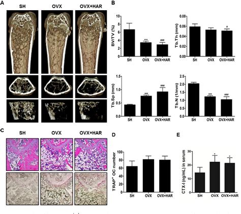 Figure 5 From Harpagoside Inhibits RANKL Induced Osteoclastogenesis Via