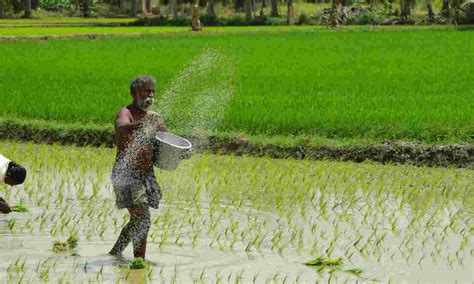 India Must Shift Rice Growing East From Punjab Haryana To Prevent