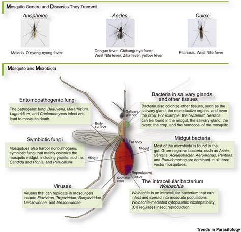 Mosquito Microbiota And Implications For Disease Control Trends In