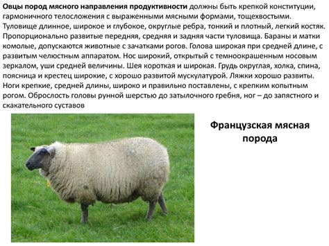 Овцеводство и свиноводство - презентация онлайн