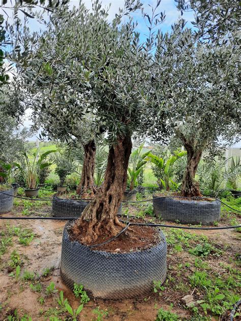 Ulivo Secolare Albero Secolare In Zolla Balestrate Palermo