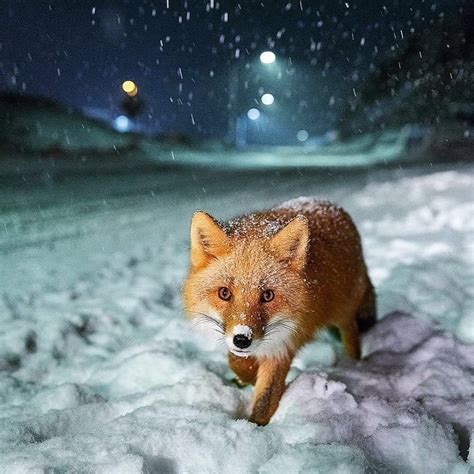 A Red Fox In Alaska World Photography Photography Awards Animal