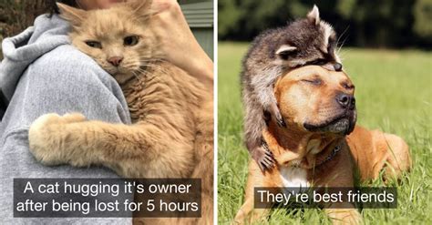 23 Wholesome Animal Pictures Thatll Make Your Day Better Defused