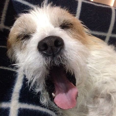 Dogs, Animals, Animales, Animaux, Pet Dogs, Doggies, Animal, Animais