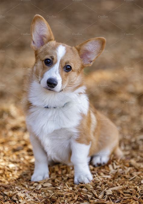 Pembroke Welsh Corgi Female Puppy High Quality Animal Stock Photos