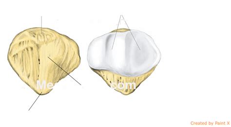 Patella Diagram Quizlet