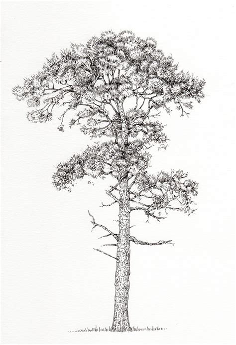 Scots Pine Pinus Sylvestris Tree Botanical Illustration By Lizzie