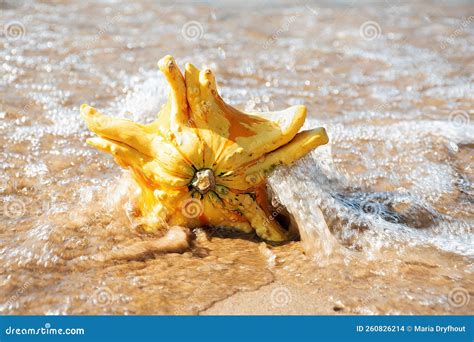 Autumn Star Gourd In Water Stock Photo Image Of Gourd 260826214