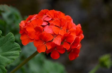 Fleurs De Géranium Rouge Dans Le Jardin Dété Se Bouchentpélargonium à