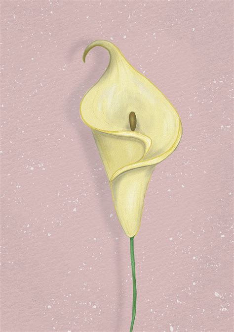 Download Calla Lily Flower Blossom Royalty Free Stock Illustration