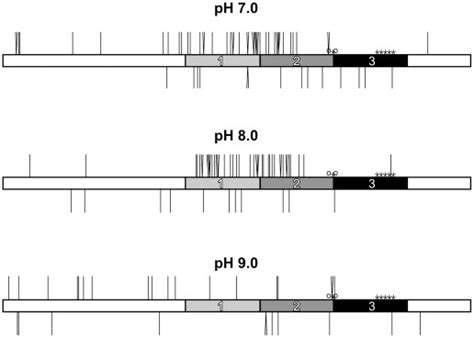 Depictions Of The Mlui To Xbai Fragment Containing The Gaattc Repeat