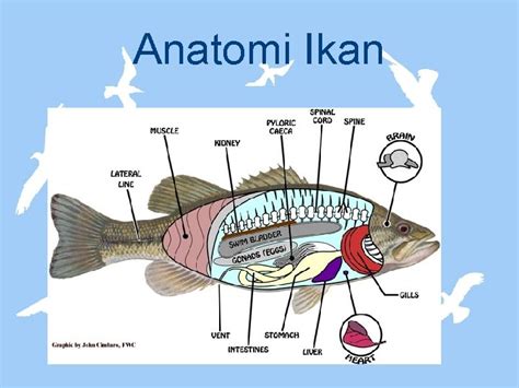 Alat Pernapasan Ikan Materi Belajar Online