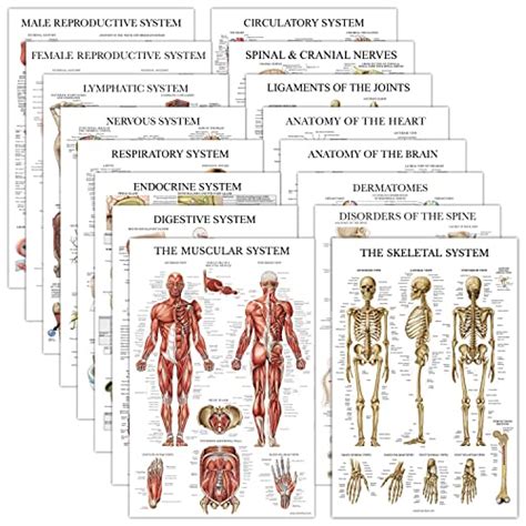 Understanding The Stages Of Vascular Dementia A Visual Chart Guide