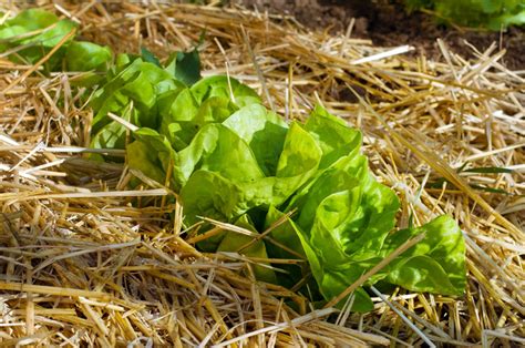 Mulching Vegetable Gardens Best Mulches And Instructions Plantura