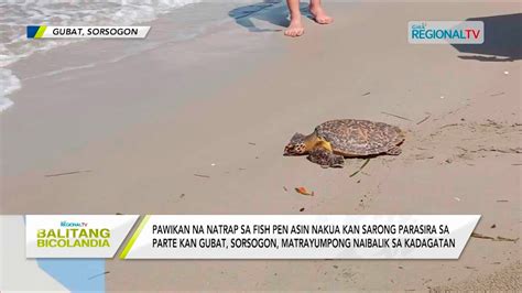 Balitang Bicolandia Pawikan Na Natrap Sa Fish Pen Matrayumpong