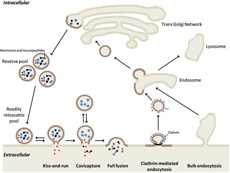 Exocytosis Neurotransmitters