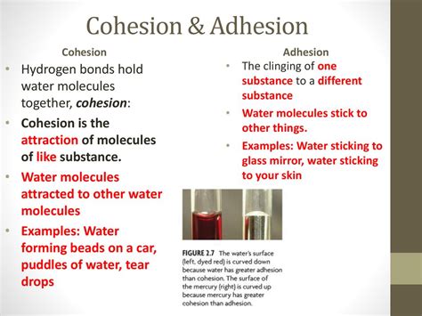 Cohesion And Adhesion Examples