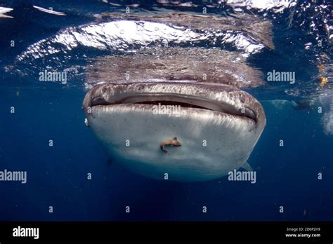 Tubarao baleia fotografías e imágenes de alta resolución Alamy