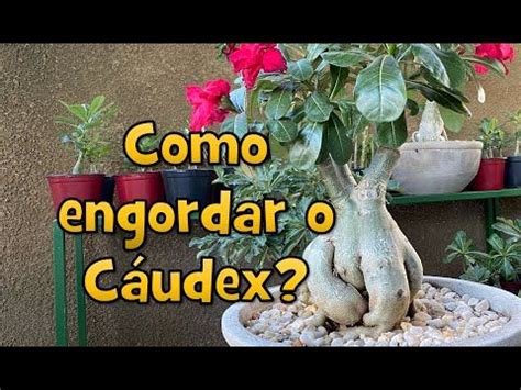 Como engordar o Cáudex das Rosas do Deserto