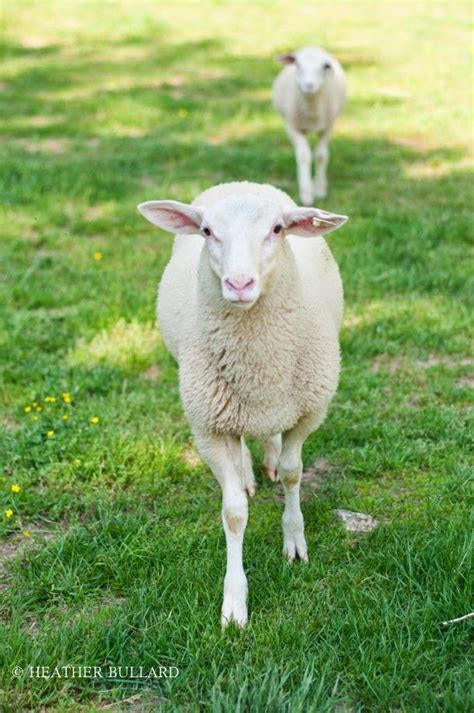 Two White Sheep Standing On Top Of A Lush Green Field