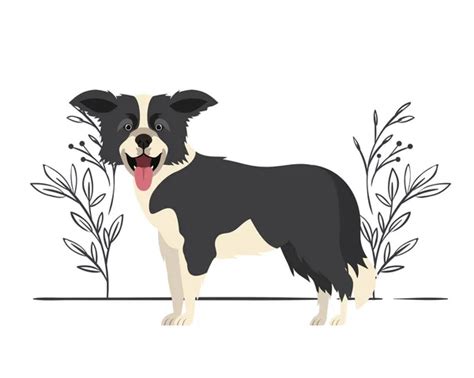 23 Easy Border Collie Cartoon Drawing L2sanpiero