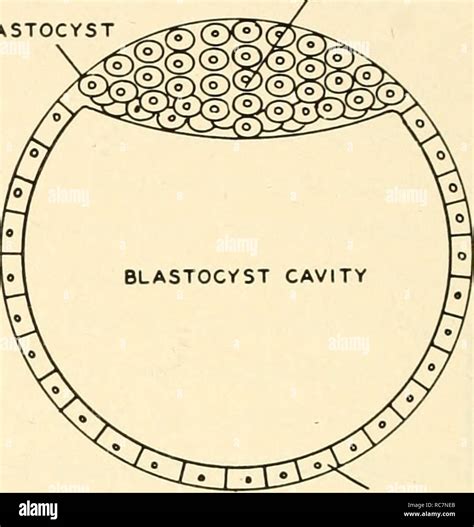 Embryology Embryology Embryology Genealogy G Inner Cell Mass Blastocyst Fig 170 The Egg