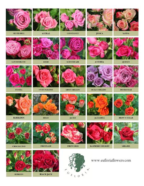 Traditional Premium Sprays Rose Varieties Flower Names Petal Floral