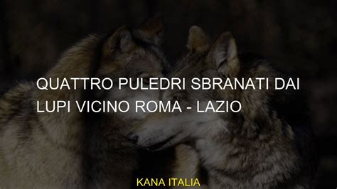 Quattro Puledri Sbranati Dai Lupi Vicino Roma Lazio YouTube