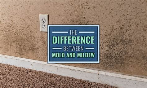 What is Mildew, Really? (Difference Between Mold & Mildew)