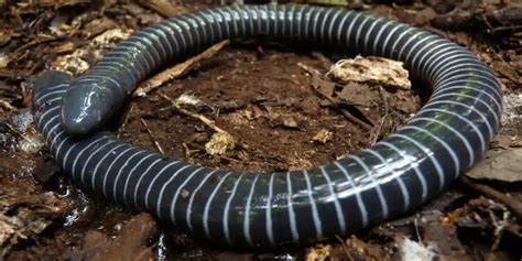 Unveiling The Caecilian A Comprehensive Exploration