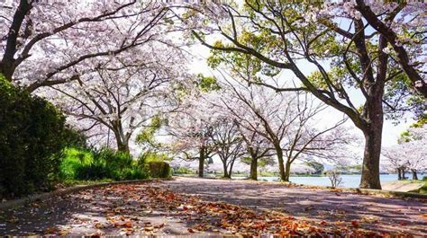 福岡県、駕与丁公園の満開の桜 No 5183585｜写真素材なら「写真ac」無料（フリー）ダウンロードok