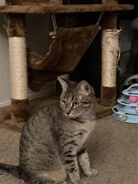 My little girl Matilda :) : r/tabby