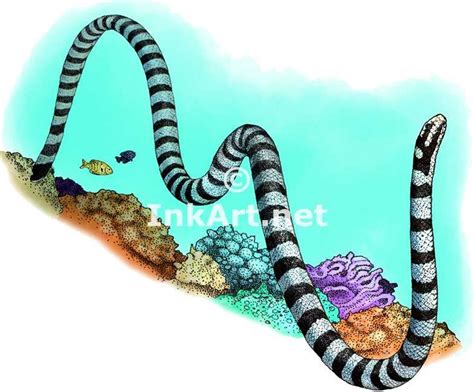 Full Color Illustration Of A Black Banded Sea Krait Laticauda