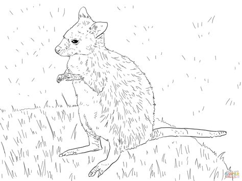 Parma Wallaby coloring page | Free Printable Coloring Pages