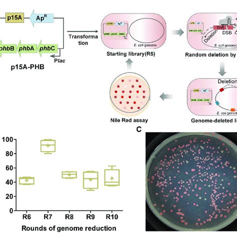 Random Reduction Of E Coli Genome For Phb Accumulation By