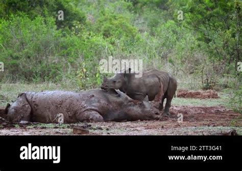 Southern White Rhinoceros Bonding With Baby And Mother In Kruger