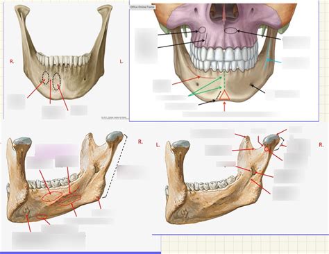 Mandible Diagram Quizlet