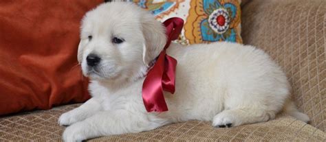 White Golden Retriever Puppies For Sale In Georgia - l2sanpiero