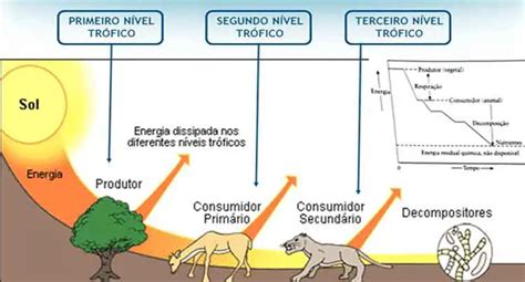 Cadeia Alimentar E N Veis Tr Ficos Mundo Ecologia