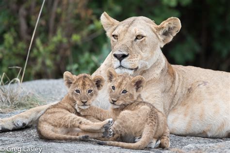 Top 36 Imagen Taxonomia De Leones Abzlocal Mx