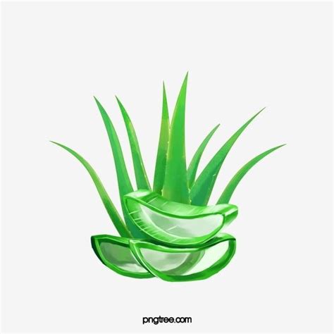 Aloe Vera Gel Png And Psd With Transparent Background