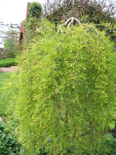 Caragana Arborescens Pendula Erwtenstruik Treurvorm De Tuinen