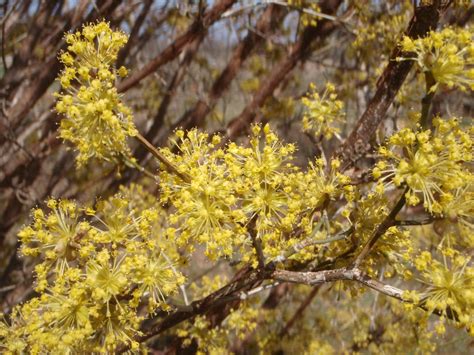 Cornus mas (Cornelia-Cherry, Cornelia-Cherry Dogwood, Cornelian Cherry ...