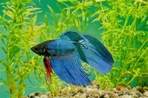 Can Betta Fish Live With Goldfish Everything You Must Know