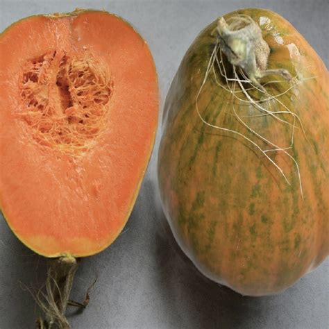 Ķirbis Sucrine du Berry Cucurbita moschata 5 sēklas Dārzeņu Lapu